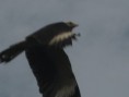 /album/fotogaleria/hato-el-cedral-373-jpg/